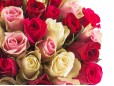 31 trandafiri in alb, roz si rosu 